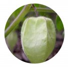 DwarfGiantFarm 200Pcs A Set Physalis pubescens Seed