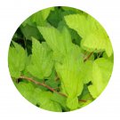 DwarfGiantFarm 200Pcs A Set Physocarpus opulifolius var.luteus Seed