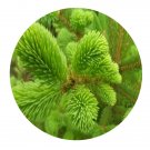 DwarfGiantFarm 200Pcs A Set Picea meyeri Rehd. et Wils Seed