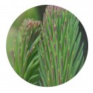 DwarfGiantFarm 200Pcs A Set Picea retroflexa Mast Seed