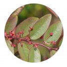 DwarfGiantFarm 200Pcs A Set Phyllanthus guangdongensis Seed