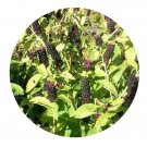 DwarfGiantFarm 200Pcs A Set Phytolacca polyandra Batalin Seed