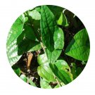 DwarfGiantFarm 200Pcs A Set Piper austrosinense Seed