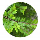 DwarfGiantFarm 200Pcs A Set PhyllanthusmytifoliusMoon. Seed