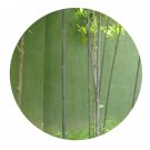DwarfGiantFarm 200Pcs A Set Phyllostachys nigra Seed