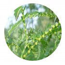 DwarfGiantFarm 200Pcs A Set Phyllanthus urinaria Seed