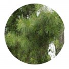 DwarfGiantFarm 200Pcs A Set Pinus echinata Miller Seed