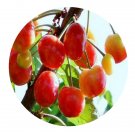 DwarfGiantFarm 200Pcs A Set Cerasus tomentosa Seed