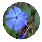 DwarfGiantFarm 200Pcs A Set Ceratostigma willlmottianum Stapf Seed