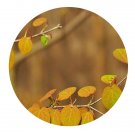 DwarfGiantFarm 200Pcs A Set Cercidiphyllum japonicum Sieb Seed