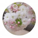 DwarfGiantFarm 200Pcs A Set Cerasus lannesiana Hisakura Seed