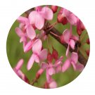 DwarfGiantFarm 200Pcs A Set Cercis yunnanensis Hu et Cheng Seed