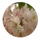 DwarfGiantFarm 200Pcs A Set Cerasus lannesiana var speciona Seed