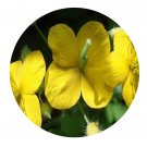 DwarfGiantFarm 200Pcs A Set Chelidonium majus Seed