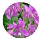 DwarfGiantFarm 200Pcs A Set Chamaenerion angustifolium Seed
