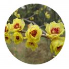 DwarfGiantFarm 200Pcs A Set Chimonanthus praecox Seed