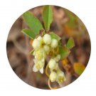 DwarfGiantFarm 200Pcs A Set China Dodder Seed
