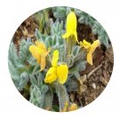 DwarfGiantFarm 200Pcs A Set Chesneya nubigena Seed
