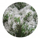 DwarfGiantFarm 200Pcs A Set Chionanthus retusus Seed