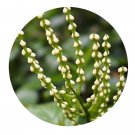 DwarfGiantFarm 200Pcs A Set Chloranthus spicatus Seed