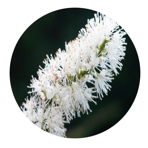 DwarfGiantFarm 200Pcs A Set Cimicifuga simplex Wormsk Seed