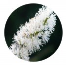 DwarfGiantFarm 200Pcs A Set Cimicifuga simplex Wormsk Seed