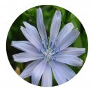 DwarfGiantFarm 200Pcs A Set Cichorium intybus Seed