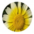 DwarfGiantFarm 200Pcs A Set Chrysanthemum segetum Seed