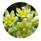 DwarfGiantFarm 200Pcs A Set Cinnamomum burmannii Seed