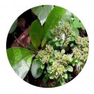 DwarfGiantFarm 200Pcs A Set Chrysosplenium macrophyllum Seed
