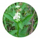 DwarfGiantFarm 200Pcs A Set Cissus hastata Planch Seed