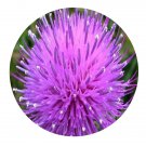 DwarfGiantFarm 200Pcs A Set Cirsium leo Seed