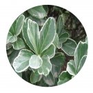DwarfGiantFarm 200Pcs A Set Euonymus Japonicus var.alba marginata Seed