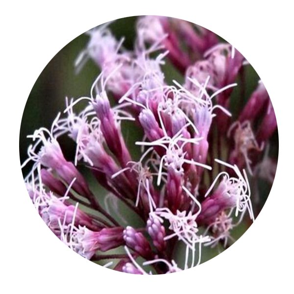 DwarfGiantFarm 200Pcs A Set Eupatorium fortunei Seed