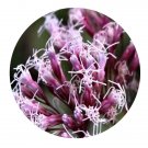 DwarfGiantFarm 200Pcs A Set Eupatorium fortunei Seed