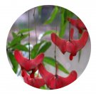 DwarfGiantFarm 200Pcs A Set Euonymus schensianus Maxim Seed