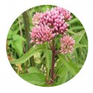 DwarfGiantFarm 200Pcs A Set Eupatorium japonicum Seed