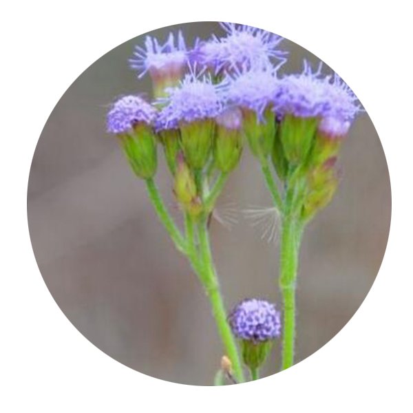 DwarfGiantFarm 200Pcs A Set Eupatorium catarium Veldkamp Seed
