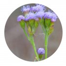 DwarfGiantFarm 200Pcs A Set Eupatorium catarium Veldkamp Seed