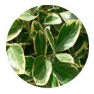 DwarfGiantFarm 200Pcs A Set Euonymus Japonicus Seed