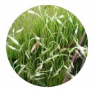 DwarfGiantFarm 200Pcs A Set Funaria sinensis Dix Seed