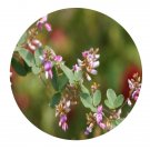 DwarfGiantFarm 200Pcs A Set Lespedeza bicolor Turcz Seed