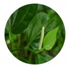 DwarfGiantFarm 200Pcs A Set Piper sarmentosum Roxb. Seed