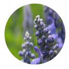 DwarfGiantFarm 200Pcs A Set Clary Sage Seed