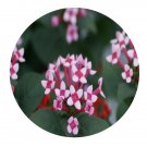DwarfGiantFarm 200Pcs A Set Bouvardia longiflora 　　 Seed