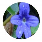 DwarfGiantFarm 200Pcs A Set Browallia speciosa Seed