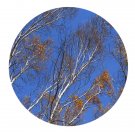 DwarfGiantFarm 200Pcs A Set Betula platyphylla Suk Seed