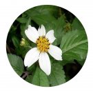 DwarfGiantFarm 200Pcs A Set Bidens pilosa L.var .radiata Sch Seed