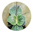DwarfGiantFarm 200Pcs A Set Boea hygrometrica Seed
