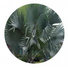 DwarfGiantFarm 200Pcs A Set Bismarkia nobilis Hildeb. Seed